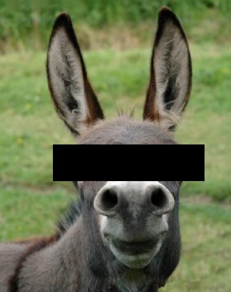 BurroNaoIdentificado.jpg