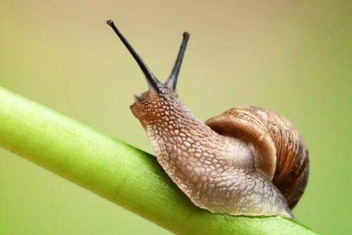 CaracolNoGalho.jpg CaracolNoGalho.jpg
