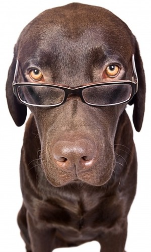 CaoComOculos.jpg CaoComOculos.jpg