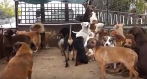 O Oficial de Justiça e os Cinquenta Cães