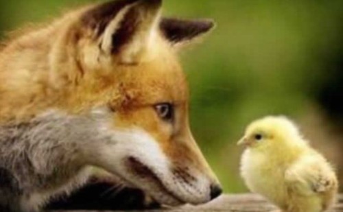 As Galinhas, o Galinheiro e a Boa Raposa