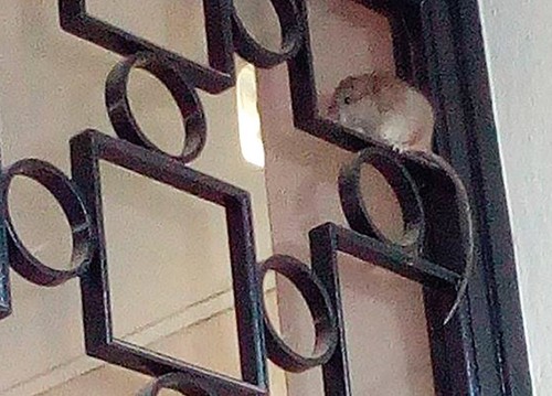 RatoPortaoTJSantarem.jpg