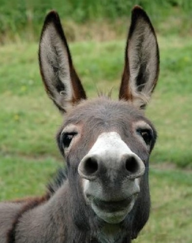 Burro.jpg Burro.jpg