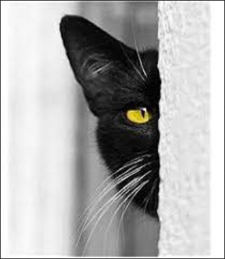 GatoEspreitaEsquina.jpg GatoEspreitaEsquina.jpg