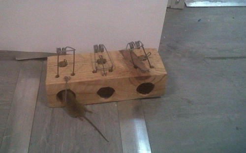 RatoContentorLoures2.jpg RatoContentorLoures2.jpg