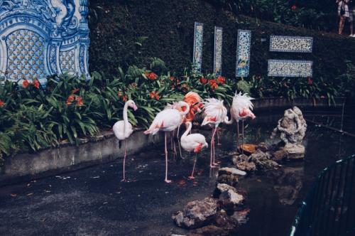 Jardim Monte Palace 07.JPG