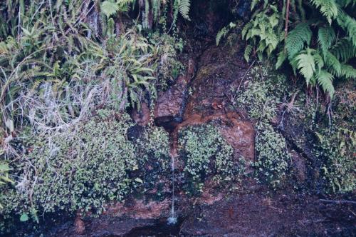 Levada Alecrim 01.JPG