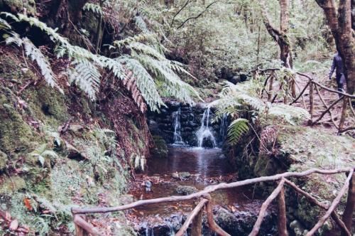 Levada Queimadas 02.JPG