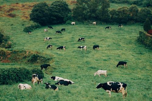 Vacas 01.JPG