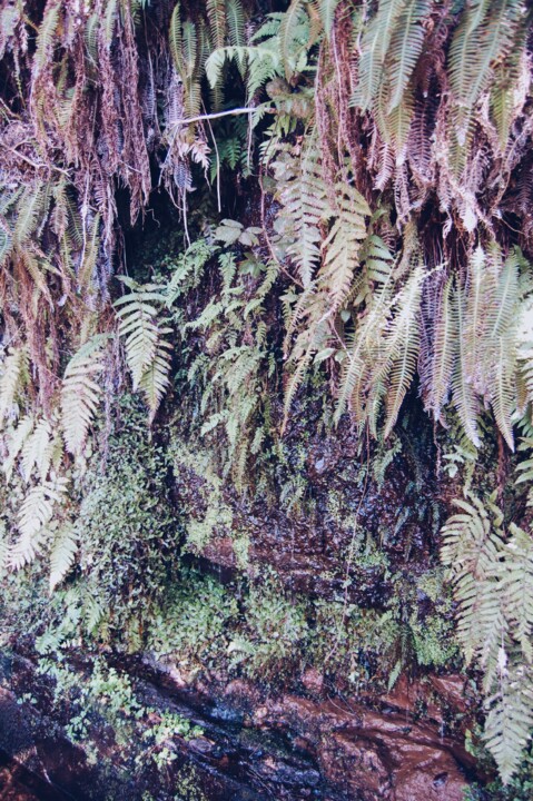 Levada Alecrim 02.JPG