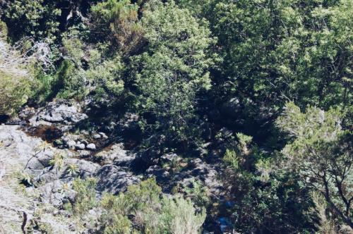 Levada Alecrim 05.JPG