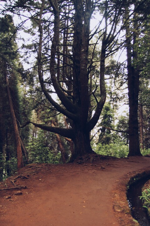 Levada Queimadas 08.JPG