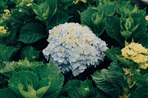 Hortênsia Azul.JPG