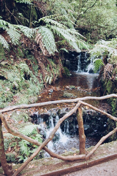 Levada Queimadas 04.JPG