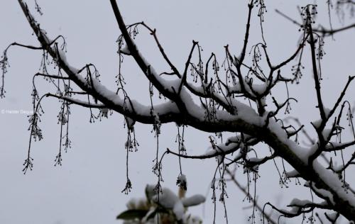Árvore com neve - Fot Helder Sequeira.jpg Árvore com neve - Fot Helder Sequeira.jpg