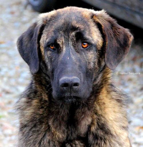Cão Serra da Estrela - HS.jpg