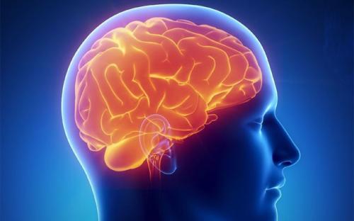 cerebro.jpg