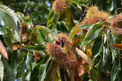 Castanhas e Castanheiros _foto Helder Sequeira )