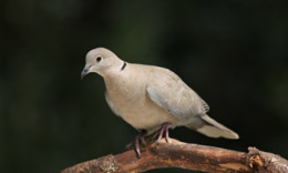 7125837011_eb33454d13_b.jpg 7125837011_eb33454d13_b.jpg