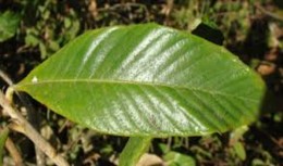 Nespereira