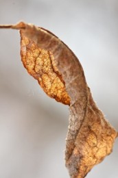 Pobreza