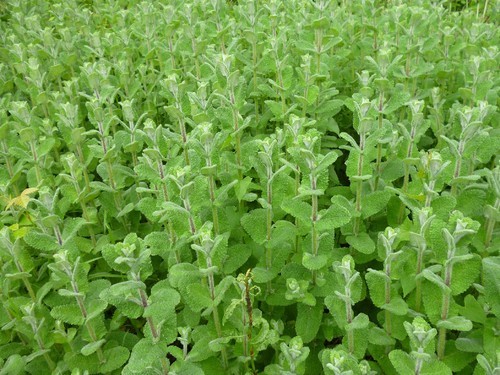 Verdes - Mentrasto
