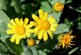 Senecio doronicum (L.) L. subsp. lusitanicus Cout.