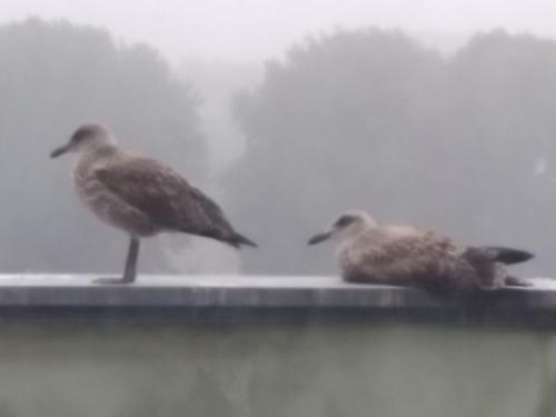 Gaivotas