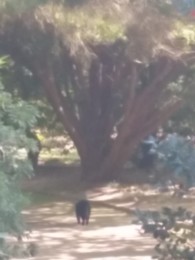 JardimBotânico-GatoPreto.jpg JardimBotânico-GatoPreto.jpg