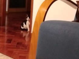 Bichos