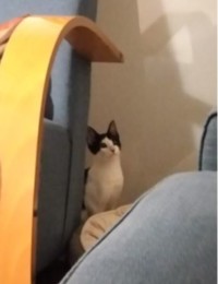 Capturara.JPG Capturara.JPG