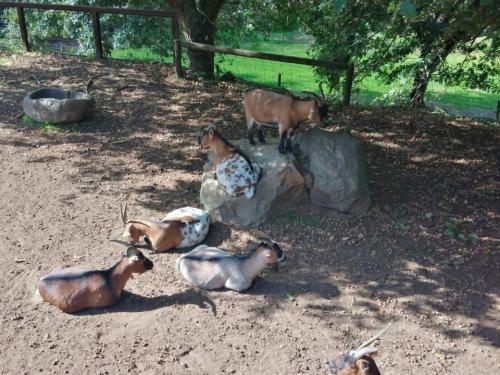 Cabras.jpg