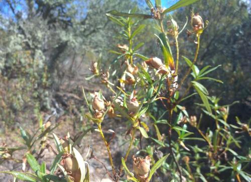 O Alentejo de antigamente