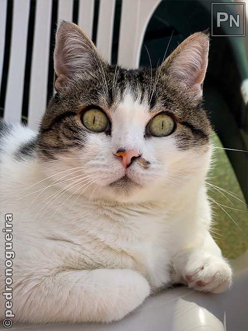 Mais um Caturday