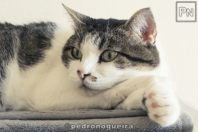 Boa tarde!