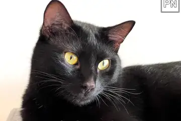 Foi há um ano