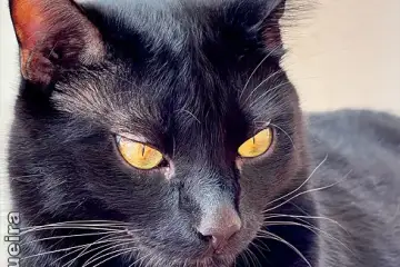 Dia Internacional do Gato