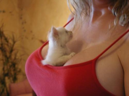 Resultado de imagem para atitudes de animais