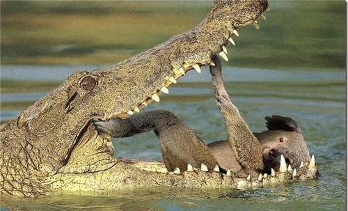 Animais-engraados-curiosos-legais-16.jpg