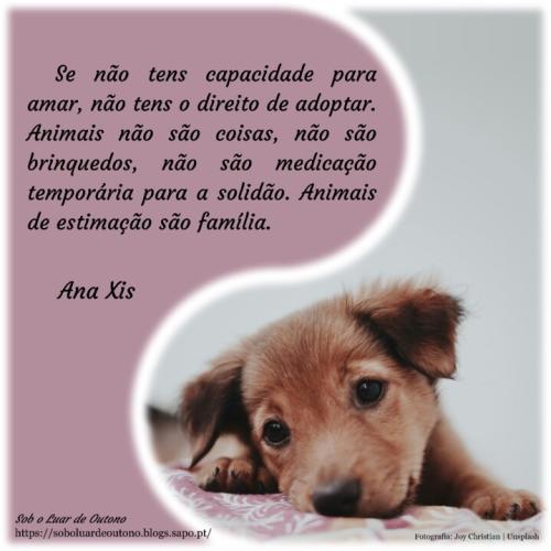 2024-04-24_Animais são família.jpg
