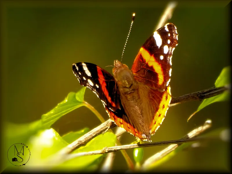 Borboleta Almirante-vermelho (Vanessa atalanta) - A agitada curta vida de uma borboleta