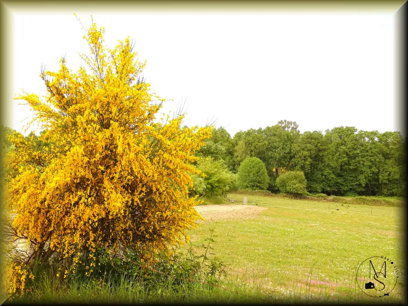 Giesta-amarela (Cytisus striatus) – A explosão do amarelo na Natureza verde