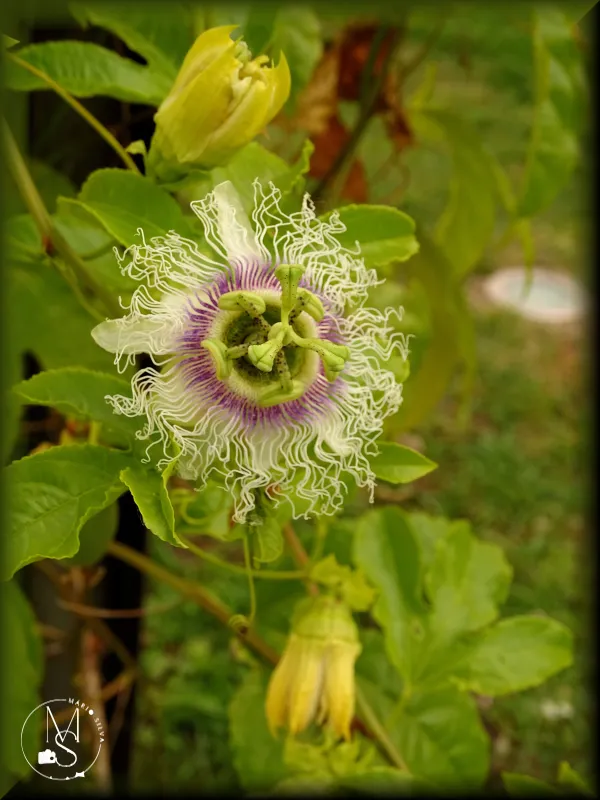 Flor de maracujá (Passiflora edulis) – invulgar, mas interessante