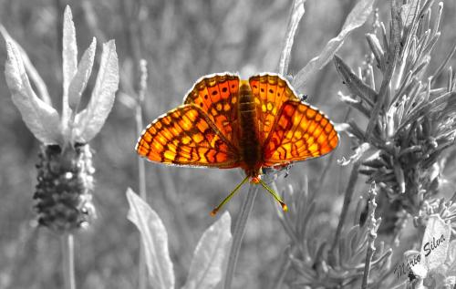 Borboleta – “Euphydryas aurinia” _ Cout-out Borboleta – “Euphydryas aurinia” _ Cout-out