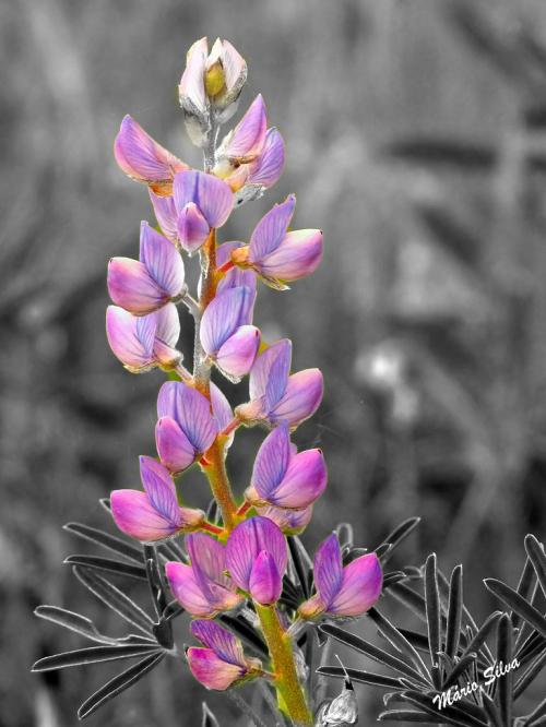 Tremoço de seda (Sicklekeel lupine) – “Lupinus sericeus” Tremoço de seda (Sicklekeel lupine) – “Lupinus sericeus”