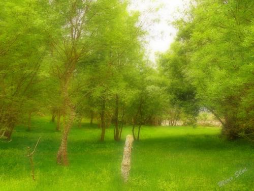 O verde primavera O verde primavera