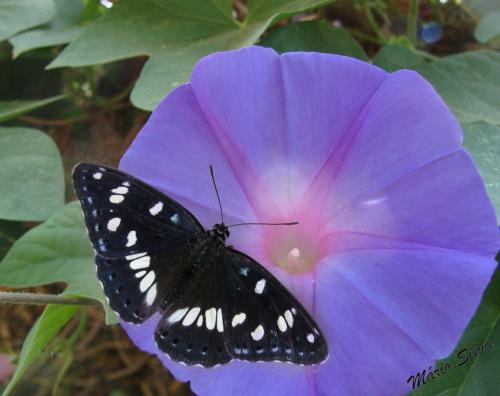 DSC06853_InPixio_Limenitis reducta em Ipomoea purpurea, a Glória da Manhã, Corda-de-viola DSC06853_InPixio_Limenitis reducta em Ipomoea purpurea, a Glória da Manhã, Corda-de-viola