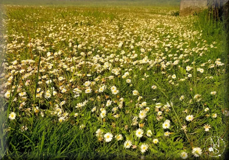 No mar de margaridas (Bellis perennis) existe um oceano de seres vivos  Dia Internacional da Biodiversidade