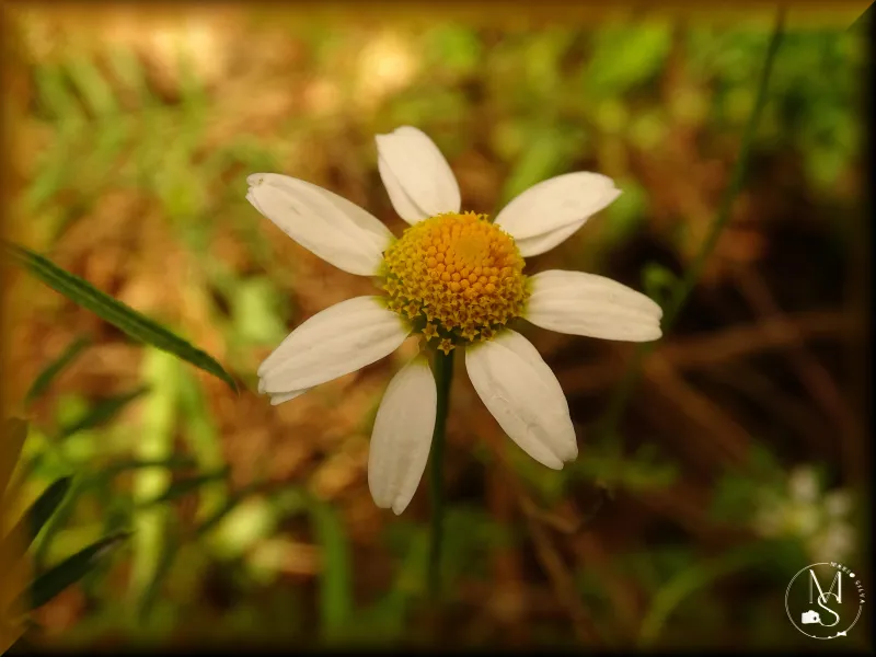 A Beleza Oculta da Camomila-Bastarda:  Segredos de uma "Impostora" de Ouro
