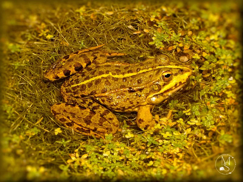 "Rã-verde (Pelophylax perezi) e o charco que quase secou" (estória)